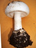 Amanita mutabilis image
