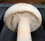 Amanita mutabilis image