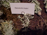 Platismatia herrei image