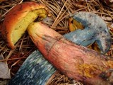 Boletus oliveisporus image