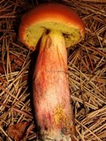 Boletus oliveisporus image