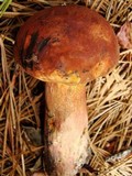 Boletus oliveisporus image