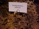 Pseudocyphellaria anthraspis image