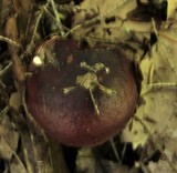 Russula vinacea image