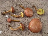 Hortiboletus campestris image