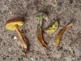 Hortiboletus campestris image
