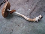 Agrocybe acericola image