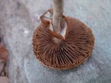Agrocybe acericola image