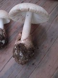 Amanita pseudovolvata image