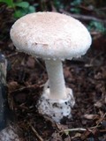 Amanita pseudovolvata image
