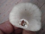 Amanita farinosa image