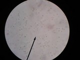 Amanita farinosa image