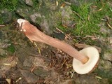 Austroboletus gracilis image