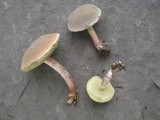 Boletus chrysenteron image