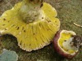 Hypomyces luteovirens image