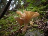 Clitocybe costata image