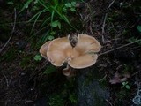 Clitocybe costata image