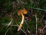 Cortinarius rubellus image