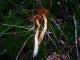Cortinarius rubellus image