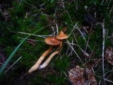 Cortinarius rubellus image