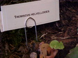 Guepinia helvelloides image
