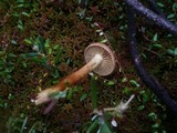 Cortinarius tubarius image