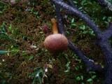 Cortinarius tubarius image