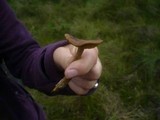 Cortinarius tubarius image