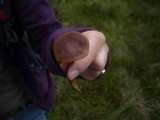 Cortinarius tubarius image