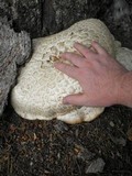 Neolentinus ponderosus image