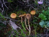 Galerina tibiicystis image