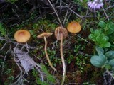 Galerina tibiicystis image