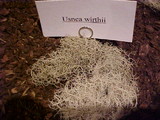 Usnea wirthii image