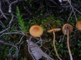Galerina tibiicystis image
