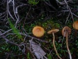 Galerina tibiicystis image
