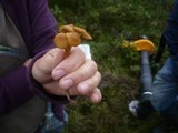 Galerina tibiicystis image
