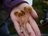 Galerina tibiicystis image