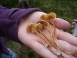 Galerina tibiicystis image