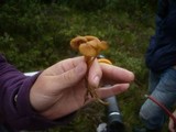 Galerina tibiicystis image