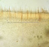 Faerberia carbonaria image