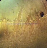 Faerberia carbonaria image