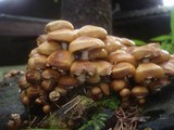 Kuehneromyces mutabilis image