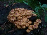 Kuehneromyces mutabilis image