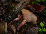Lactarius camphoratus image