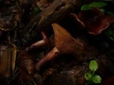 Lactarius camphoratus image