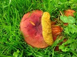 Boletus rubellus image