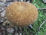 Xanthoconium affine image