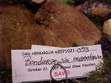 Bondarzewia occidentalis image