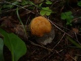 Leccinum versipelle image