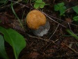Leccinum versipelle image